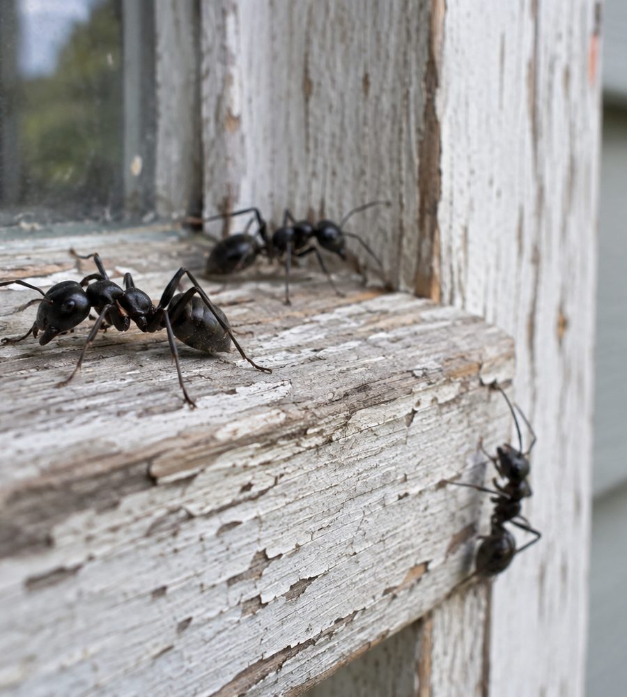Carpenter ants on weathered window trim of an Indiana house