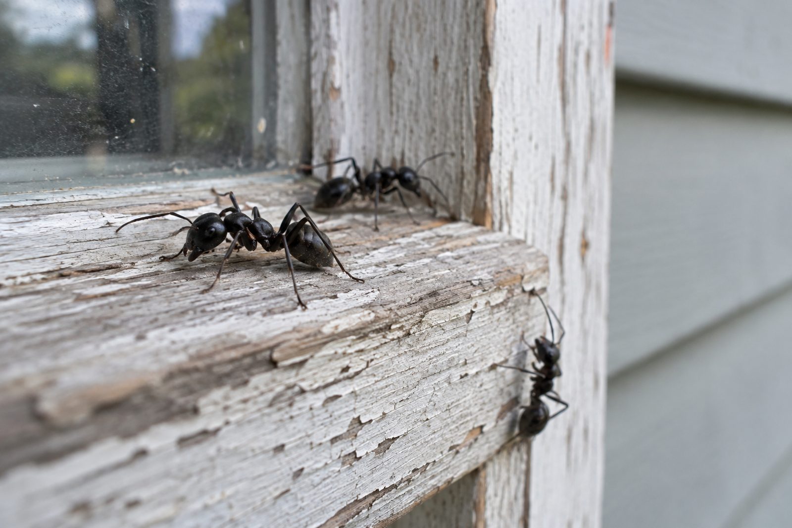 Carpenter ants on weathered window trim of an Indiana house