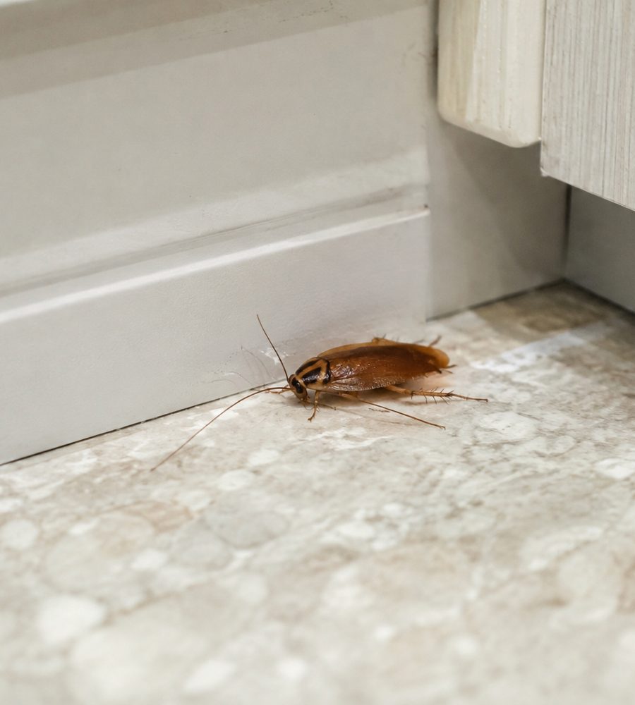 Cockroach on a kitchen baseboard in a Fort Wayne home