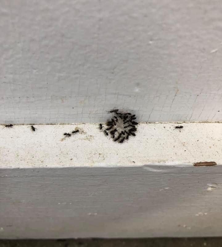 Ants gathered on exterior house trim in Fort Wayne, IN