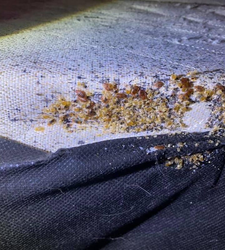 Bed bug activity found along a mattress seam during an inspection