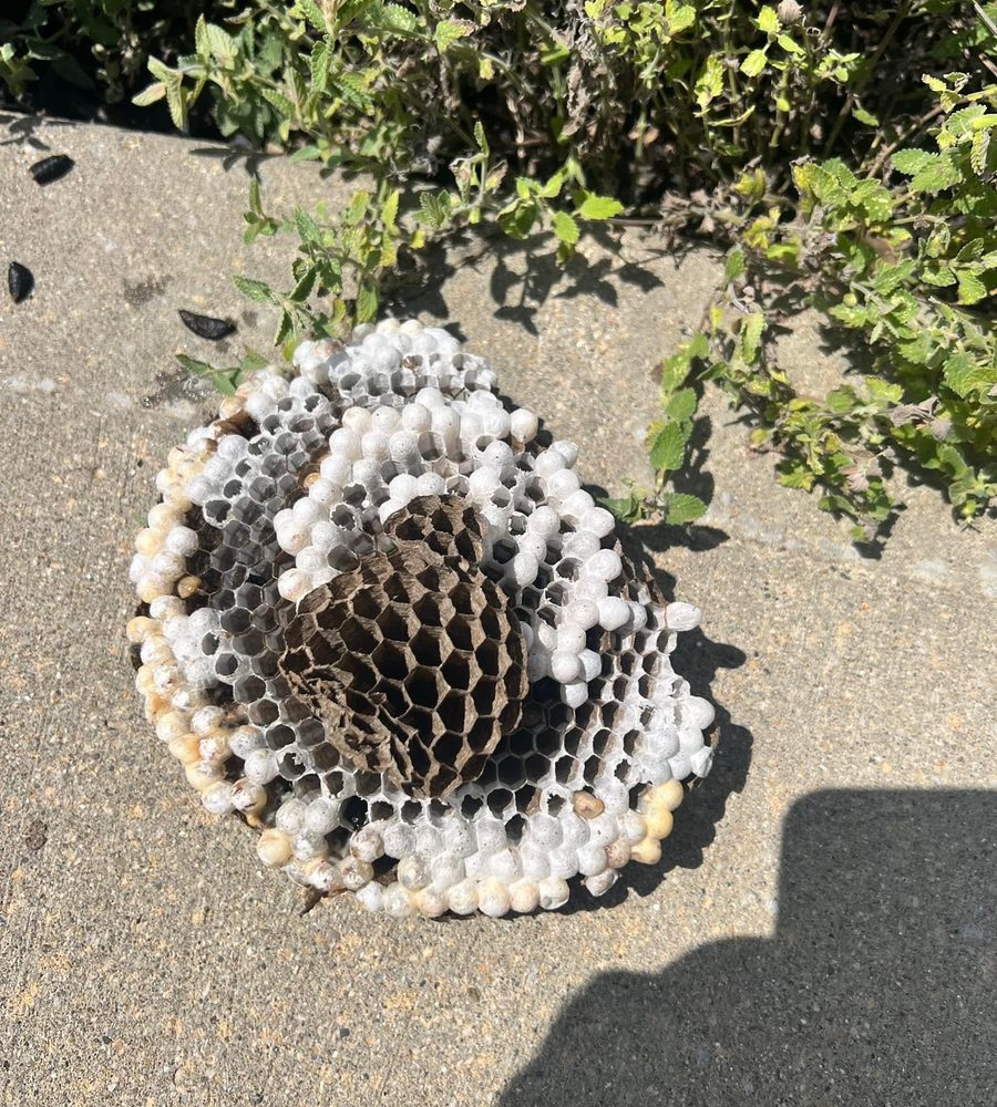 Hornet nest removed by DeadOne Pest Control