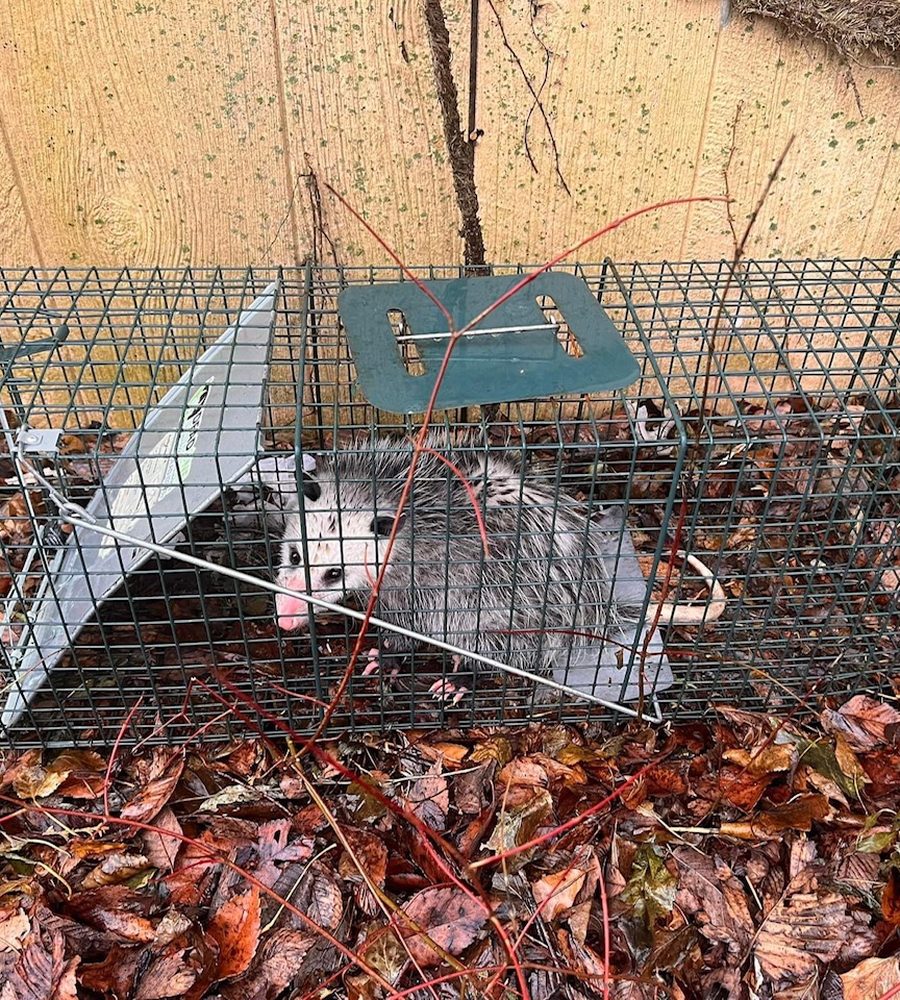 Opossum caught in a live trap by DeadOne Pest Control