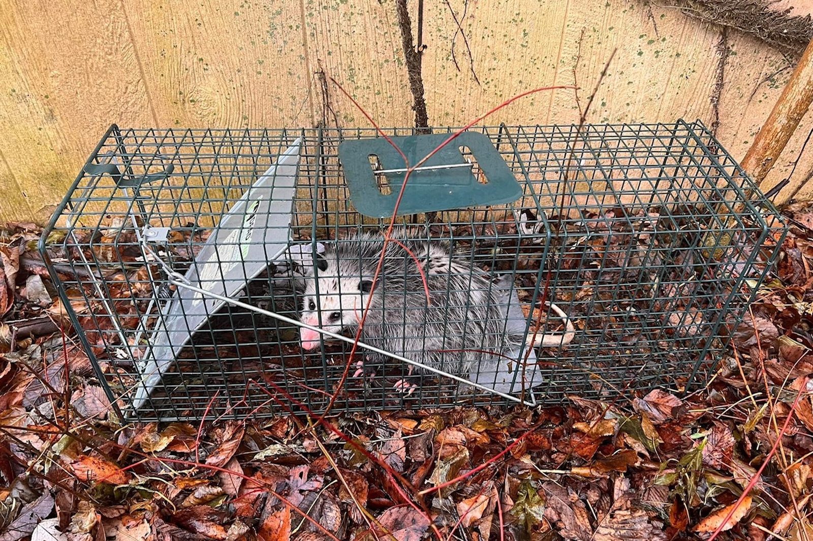 Opossum caught in a live trap by DeadOne Pest Control