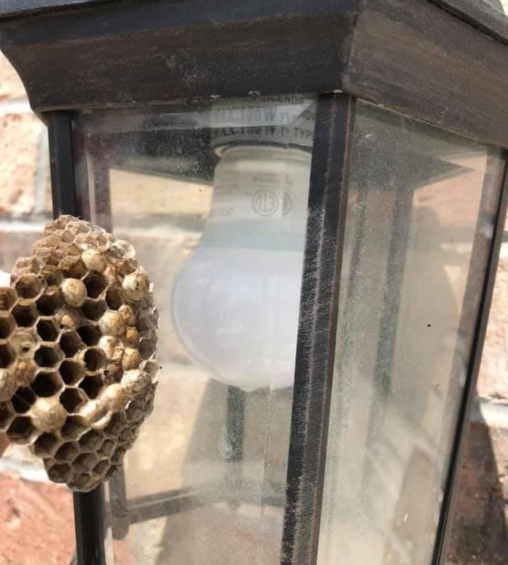 Wasp nest on a porch light at a Fort Wayne home